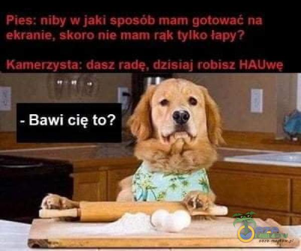 Pies: niby w jaki sposób mam gotować na ekranie, skoro nie mam rąk tylko łapy? Kamerzysta: dasz radę, dzisiaj robisz HAUwe - Bawi cię to?