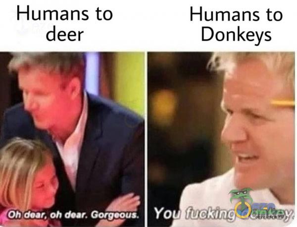 Humans to Oh doar. oh Gorg•ous. Humans to Donkeys YO fuck•łng donkey