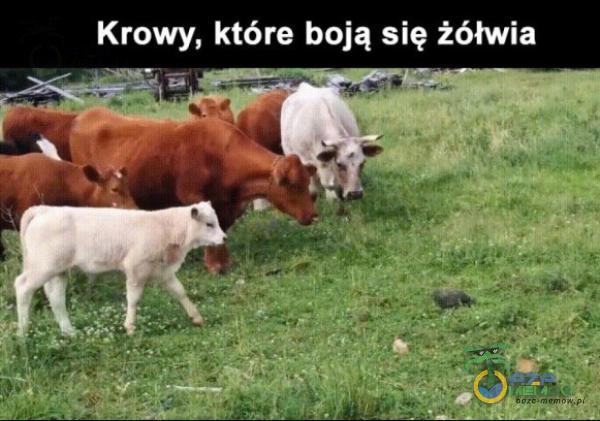 bosą s