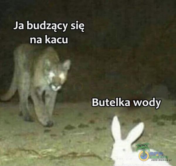 Ja budzący się na kacu Butelka wody