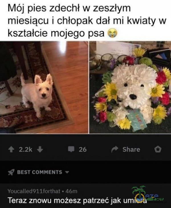 Mój pies zdechł w zeszłym miesiącu i chłopak dał mi kwiaty w kształcie mojego psa BEST COMMENTS Youcalled911forthat • Ą6m 26 Share Teraz znowu możesz patrzeć jak umiera