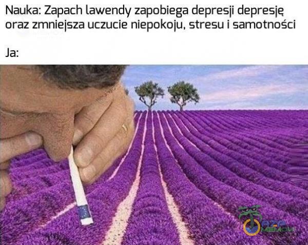 Nauka: Zapach lawendy zapobiega depresji depresję oraż zmniejsza uczucie niepokoju, stresu | samotności Ja: