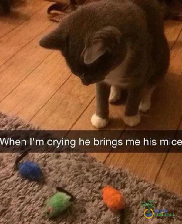When Ilm crying he brings me his mice