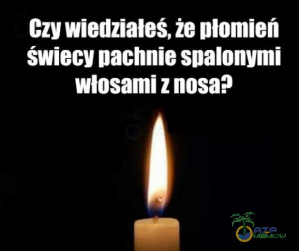 Czy wiedziałeś, że Dlomień świecy pachnie spalonymi włosami z nosa?