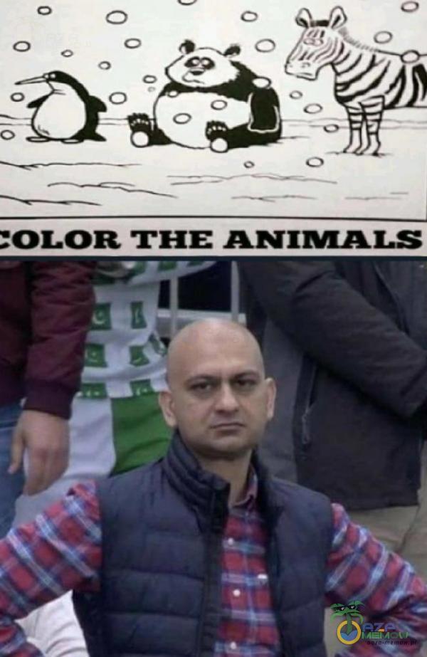 :OLOR THE ANIMALS