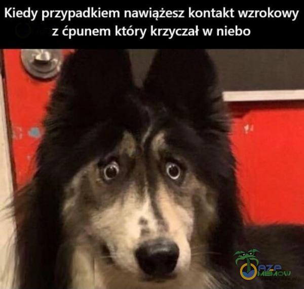 Codziennie tylko śmieszne memy, pasty, gify, suchary i filmy - przeglądaj, komentuj, dodawaj własne!