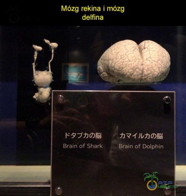 Mózg rekina i mózg delfina Brain of Shark Brain of Dolphin