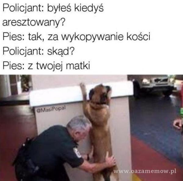 Policjant: byłeś kiedyś aresztowany? Pies: tak, za wykopywanie kości Policjant: skąd? Pies: z twojej matki