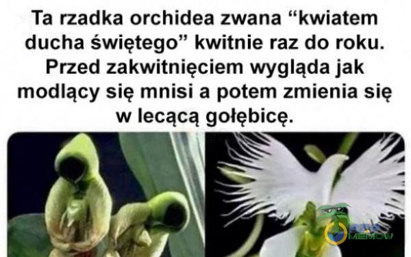 Ta rzadka orchidea zwana kwiatem ducha świętego” kwitnie raz do roku. Przed zakwitnięciem wygląda jak modlący się mnisi a potem zmienia się w lecącą gołębicę.