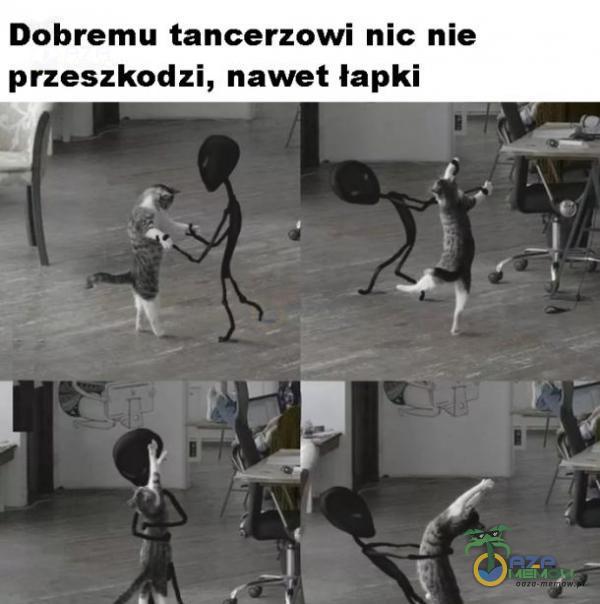 Dobremu tancerzowi nic nie przeszkodzi, nawet łapki