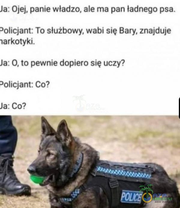 Ja: Ojej, panie władzo, ale ma pan ładnego psa. >olicjant: To służbowy, wabi się Bary, znajduje larkotyki. Ja: O, to pewnie dopiero się uczy? Policjant: Co? Ja: co?