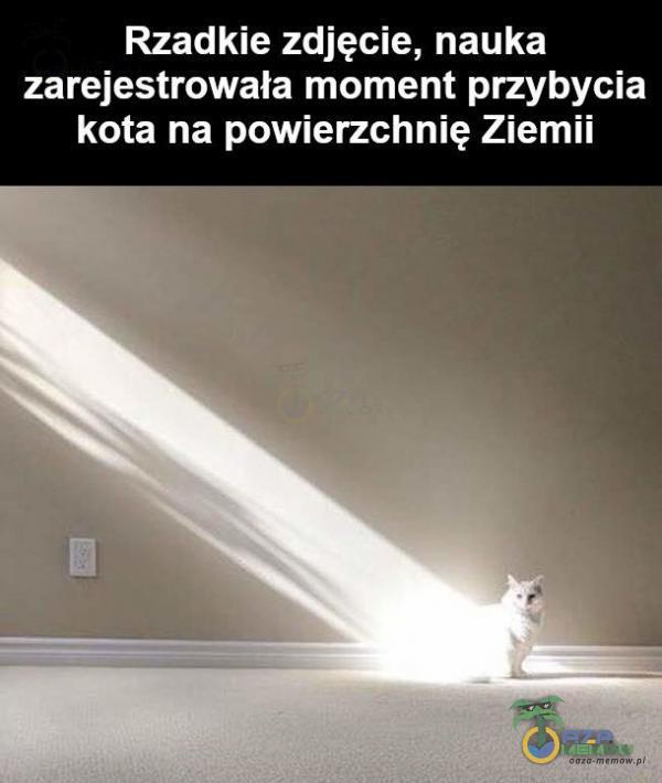Rzadkie zdjęcie, nauka zarejestrowała moment przybycia kota na powierzchnię Ziemii