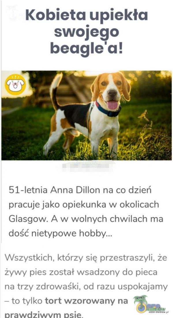   Kobieta upiekła swojego beagle a! 51-letnia Anna Dillon na co dzień pracuje jako opiekunka w okolicach Glasgow. A w wolnych chwilach ma dość nietypowe Wszystkich, którzy się przestraszyli, że żywy pies został wsadzony do pieca na trzy...