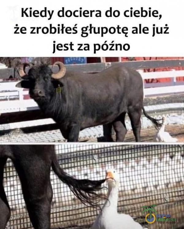 Kiedy dociera do ciebie, że zrobiłeś głupotę ale już jest za późno