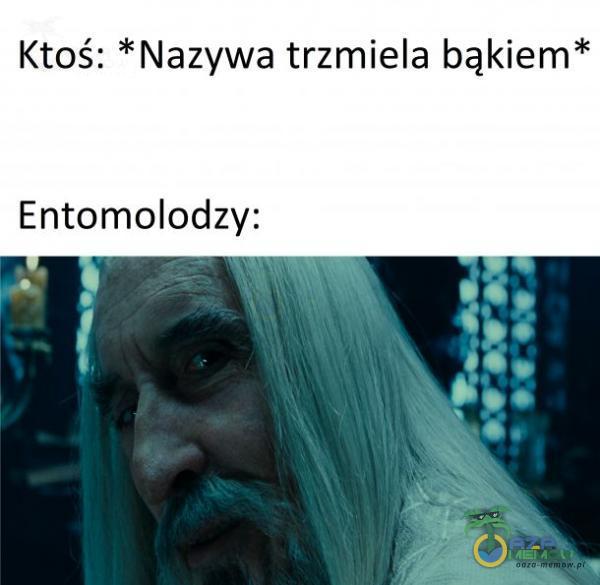 Ktoś: *Nazywa trzmiela bąkiem* Entomolodzy: