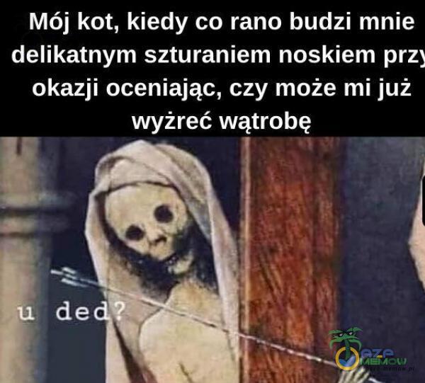 Mój kot, kiedy co rano budzi mnie delikatnym szturaniem noskiem prą okazji oceniając, czy może mi już wyżreć wątrobę