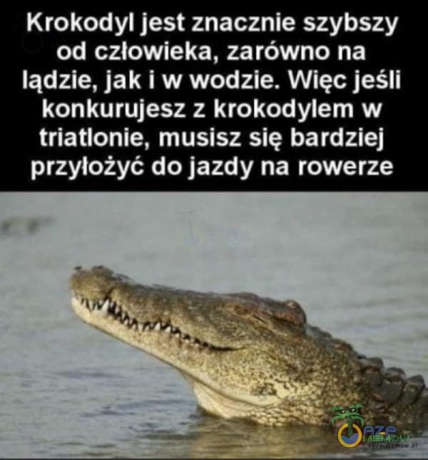  Krokodyl jest znacznie szybszy od człowieka, zarówno na lądzie, jak i w wodzie. Więc jeśli konkurujesz z krokodylem w triatlonie, musisz się...