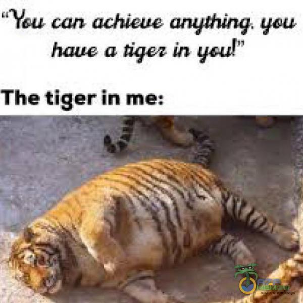 You can achicue angołinq, haue a iqez in ycu!” The tiger in me: