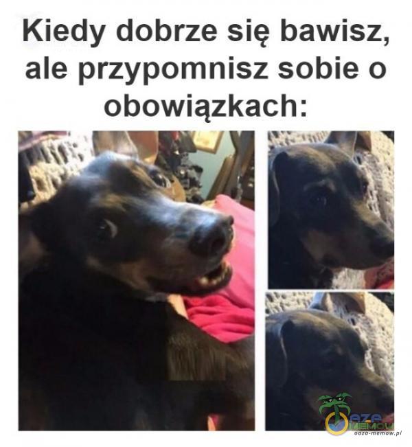 Codziennie tylko śmieszne memy, pasty, gify, suchary i filmy - przeglądaj, komentuj, dodawaj własne!