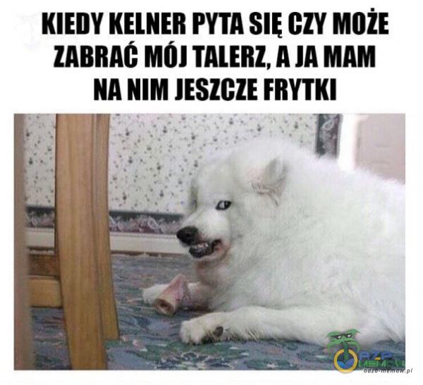 Codziennie tylko śmieszne memy, pasty, gify, suchary i filmy - przeglądaj, komentuj, dodawaj własne!