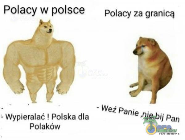 Polacy w polsce >wypterajac s Pajska dis Polaków Polacy za granicą mile Bił Pan