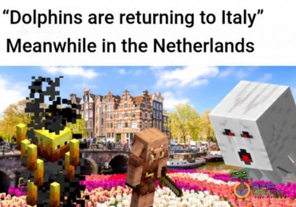 Dolphins are returning to Italy Meanwhile in the Netherlands