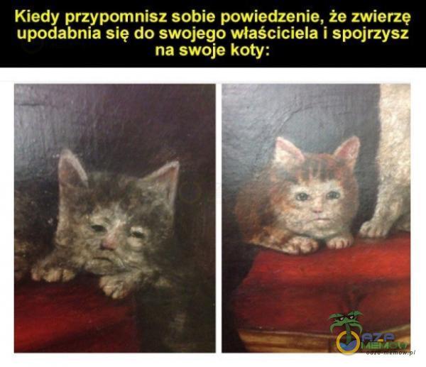 Kiedy przypomnisz sobie powiedzenie, że zwierzę upodabnia się do swojego właściciela i spojrzysz na swoje koty: