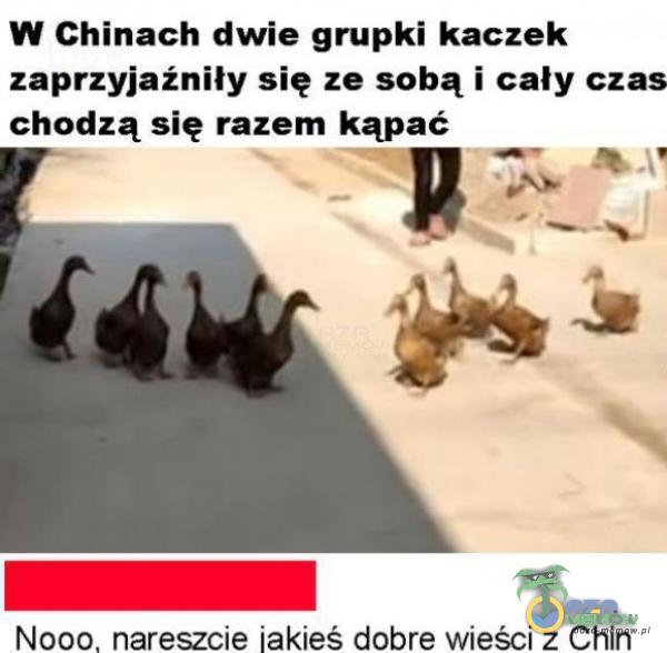 W Chinach dwie grupki kaczek zaprzyjaźniły się ze sobą i cały czas chodzą się razem kąpać . PE A) | Nooo, nareszcie jakieś dobre wieści z Chin