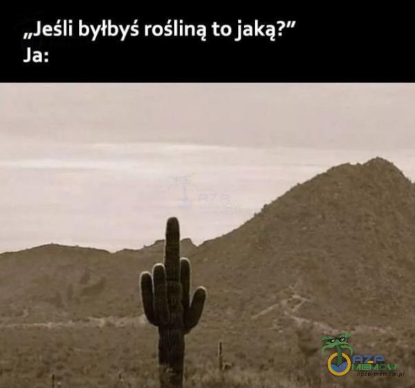 „Jeśli byłbyś rośliną to jaką?” Ja: