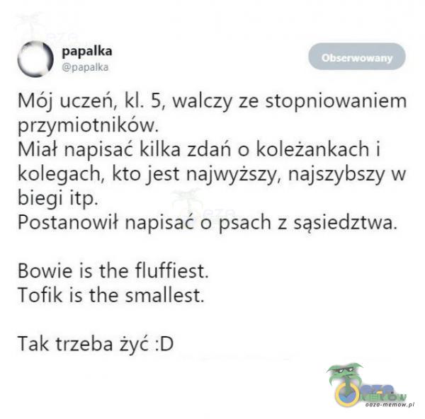  papa łka papalka Mój uczeń, kl. 5, walczy ze stopniowaniem przymiotników. Miał napisać kilka zdań o koleżankach i kolegach, kto jest najwyższy, najszybszy w biegi itp. Postanowił napisać o psach z sąsiedztwa. Bowie is the fluffiest. Tofik...