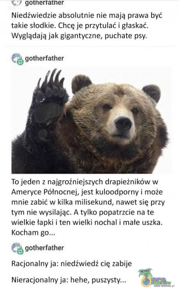   gotnertatner Niedźwiedzie absolutnie nie mają prawa być takie słodkie. Chcę je przytulać i głaskać. Wyglądają jak gigantyczne, puchate psy. gotherfather To jeden z najgroźniejszych drapieżników w Ameryce Północnej, jest kulo***orny i...