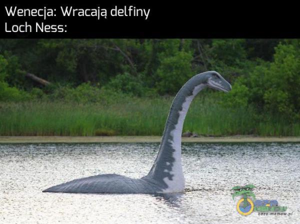 Wenecja: Wracają delfiny Loch Ness: