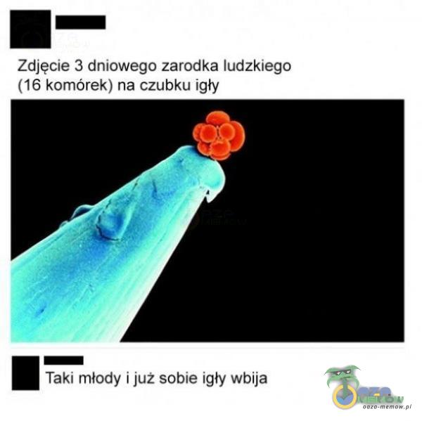 Zdjęcie 3 dniowego zarodka ludzkiego (16 komórek) na czubku igły Taki młody i już sobie igły wbija