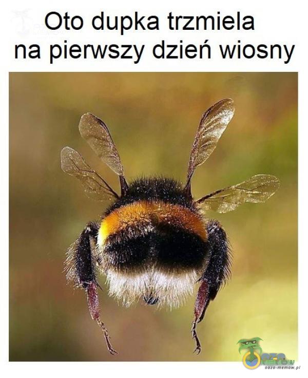 Codziennie tylko śmieszne memy, pasty, gify, suchary i filmy - przeglądaj, komentuj, dodawaj własne!