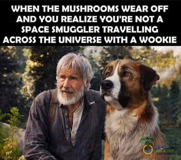 WHEN THE MUSHROOMS WEAR OFF AND YOU REALIZE VOU RE NOT A SPACE SMUCCLER TRAVELLING ACROSS THE UNIVERSE WITH A WOOKIE