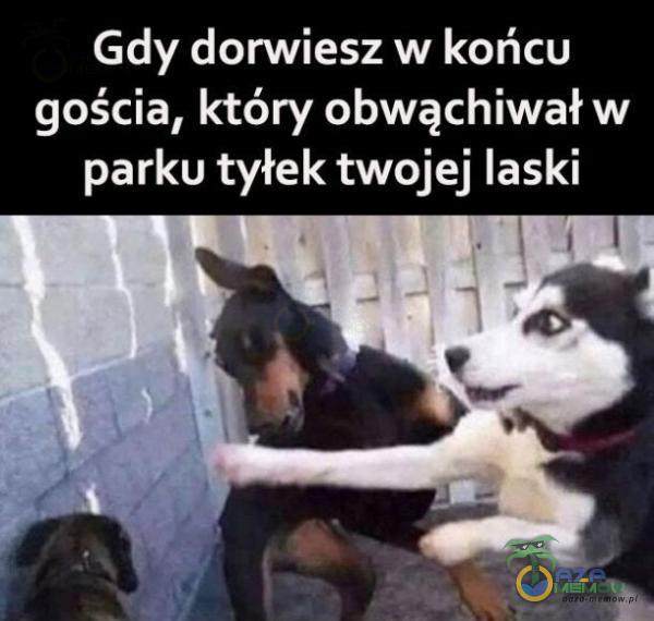 Gdy domiesz w końcu gościa, który obwąchiwał w parku tyłek twojej laski