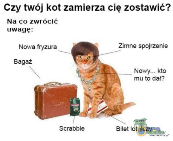 Czy twój kot zamierza cię zostawić? Na co zwrócić uwagę: Nowa fryzura Bagaż Scrabble Zimne spojrzenie No ... kto mu to dał? Bilet lotniczy