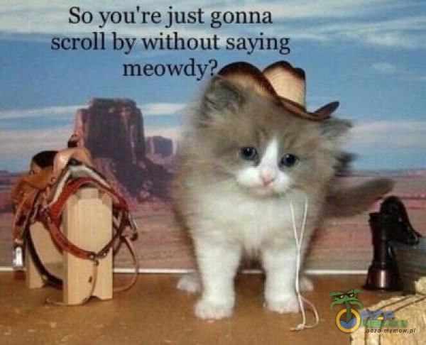 So you re just gonna —scroll by without saying meowdy»