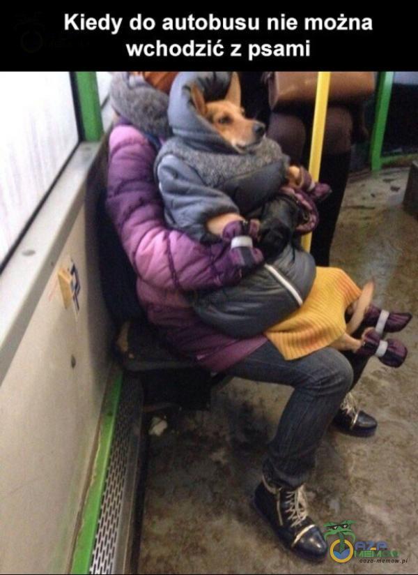 Kiedy do autobusu nie można wchodzić z psami