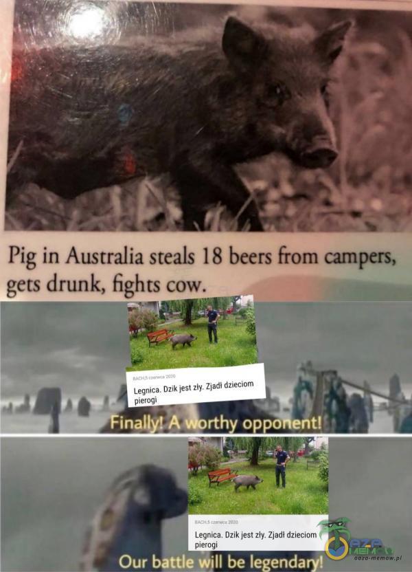 Pig in Australia steals 18 beers from campers, gets drunk, fights cow. sj: BA 6 | zm. y. Zjedł dzieciom Legnica izik jest 2? e A = WN „A u p- „u 1a. mik © Legnica Gzik jest zły, Zjaril tlziaciam pierbuj PPTI