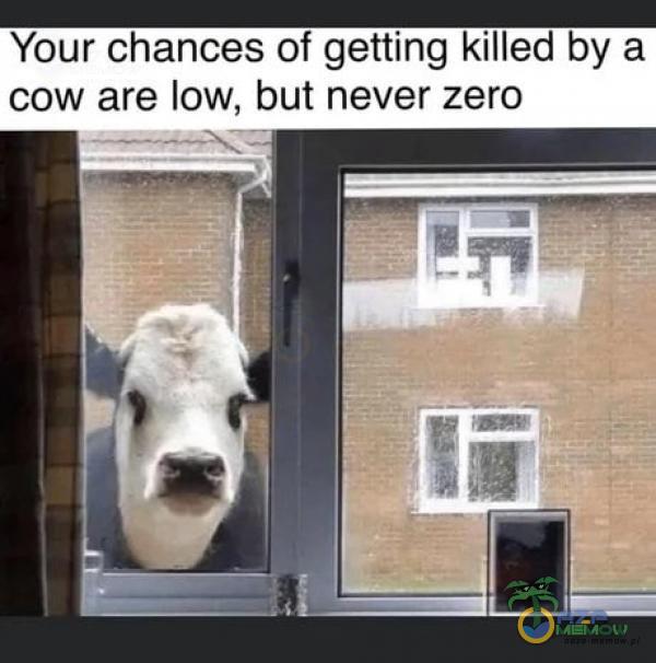 Your chances of getting killed by a cow are low, but never zero