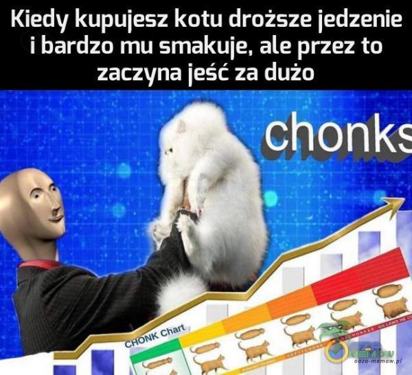 Kiedy kupujesz kotu droższe jedzenie i bardzo mu smakuje, ale przez to zaczyna jeść za dużo chonks