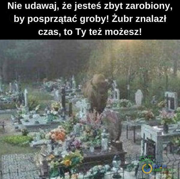 Nie udawaj, że jesteś zbyt zarobiony, by posprzątać groby! żubr znalazł czas, to Ty też możesz!