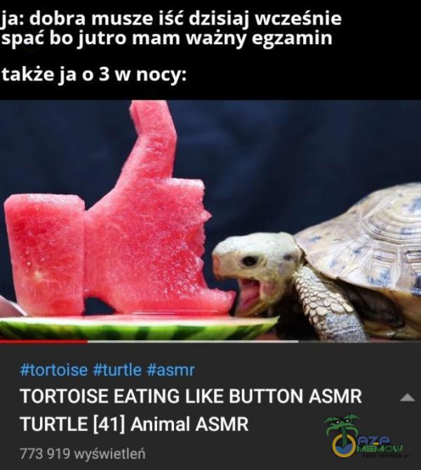 ja: dobra musze iść dzigiaj wcześnie spać bo jutro mam wazny egzamin takźe ja o 3 w nocy: : EIB-i «gm.— TOFU OISE EATING LIKE BUTTON ASMR A TURTLE [41] Animal ASMR TEI .71 5 WyGWIEIhm