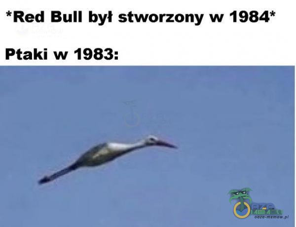 *Red Bull był stworzony w 1984* Ptaki w 1983:
