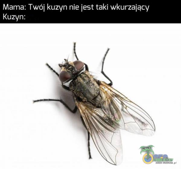 Codziennie tylko śmieszne memy, pasty, gify, suchary i filmy - przeglądaj, komentuj, dodawaj własne!