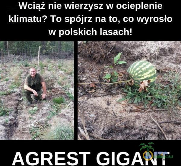 Wciąż nie wierzysz w ocieenie klimatu? To spójrz na to, co wyrosło w polskich lasach! AGREST GIGANT