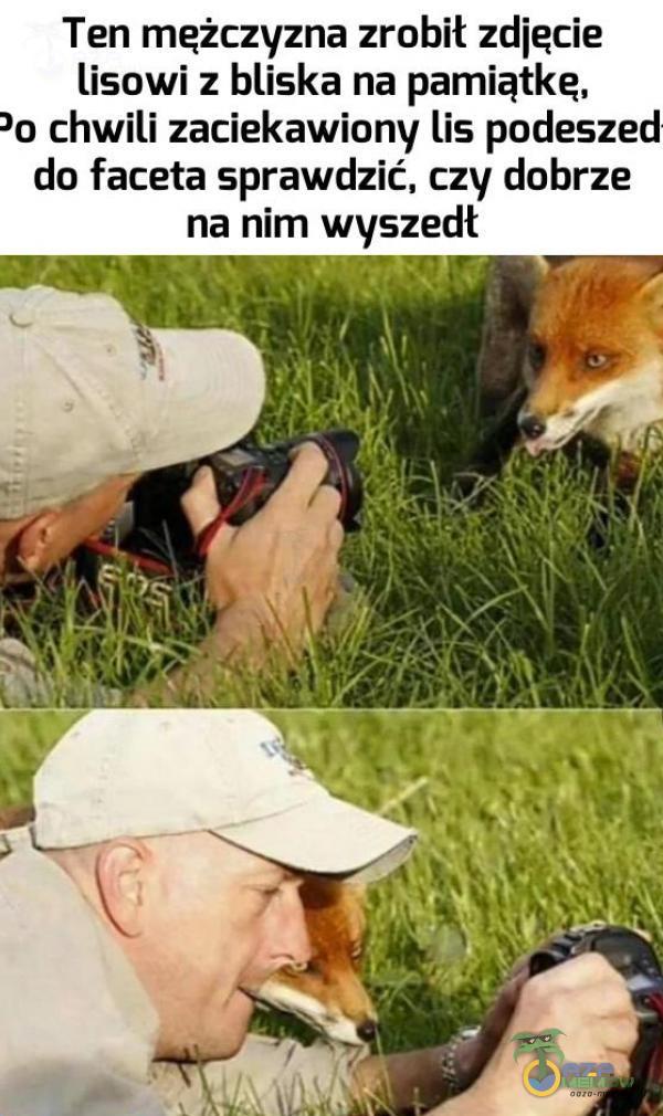 Ten mężczyzna zrobił zdjęcie lisowi z bliska na pamiątkę, o chwili zaciekawiony lis podeszed do faceta sprawdzić, czy dobrze na nim wyszedł