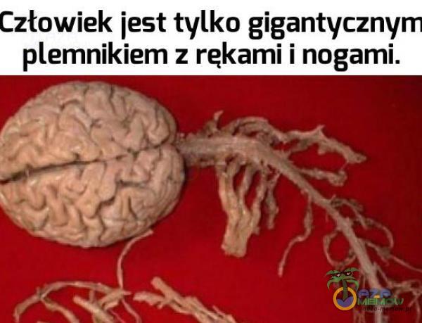 złowiek iest tylko gigantyczny emnikiem : rękami i nogamir