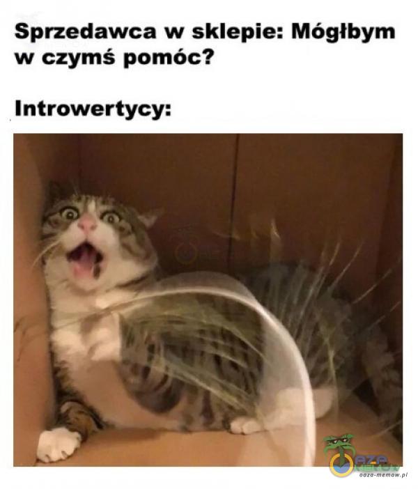 Sprzedawca w sklepie: Mógłbym w czymś pomóc? Introwertycy: